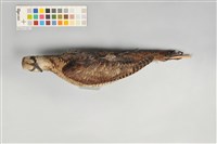 山鷸藏品圖，第4張